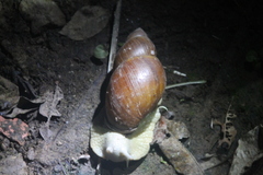 Megalobulimus