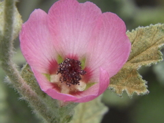 Sphaeralcea mendocina