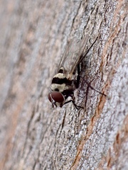 Anthomyia