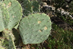 Opuntia engelmannii