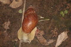 Megalobulimus
