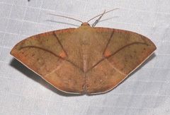Oxydia trychiata