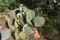 Opuntia engelmannii