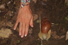 Megalobulimus