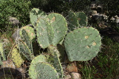 Opuntia engelmannii
