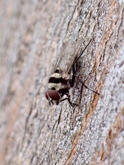 Anthomyia