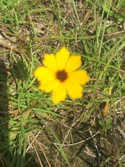Coreopsis linifolia