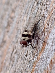 Anthomyia