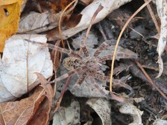 Dolomedes tenebrosus
