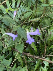 Strobilanthes formosana