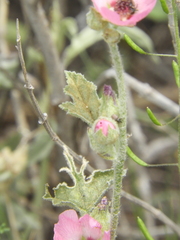 Sphaeralcea mendocina