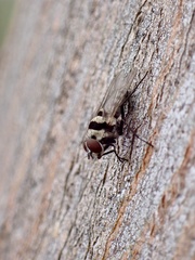 Anthomyia