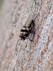Anthomyia