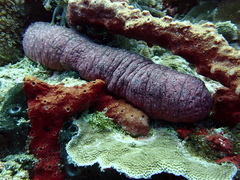 Holothuria edulis