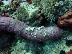Holothuria edulis