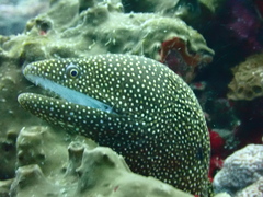 Gymnothorax meleagris