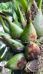 Encyclia