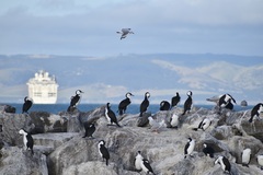 Phalacrocorax fuscescens
