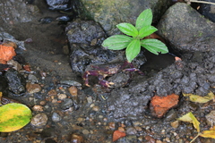 Geothelphusa miyazakii