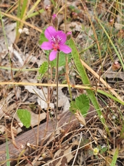 Pelargonium rodneyanum