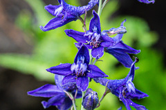 Delphinium glaucum