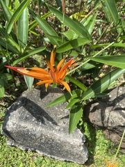 Heliconia psittacorum