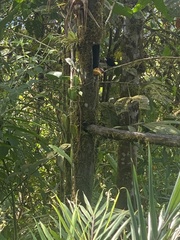 Ramphocelus flammigerus