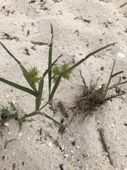 Cenchrus tribuloides