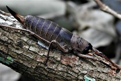 Nesoecia