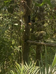 Ramphocelus flammigerus