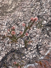 Sprengelia incarnata