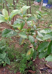 Byrsonima crassifolia