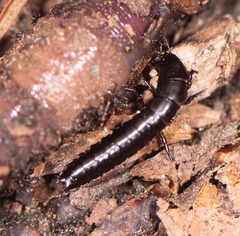 Carabina