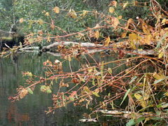 Hypericum virginicum