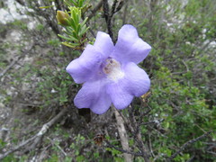 Leucophyllum pringlei