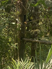Ramphocelus flammigerus