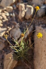 Thymophylla pentachaeta