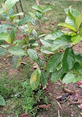 Byrsonima crassifolia