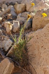Thymophylla pentachaeta