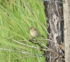 Sporophila nigricollis
