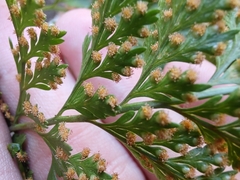 Davallia canariensis