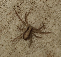 Philodromidae