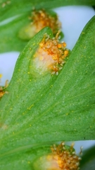Davallia canariensis