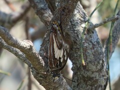 Charaxes sempronius