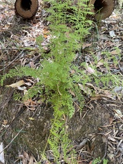 Lindsaea microphylla