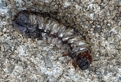 Pseudopolydesmus canadensis