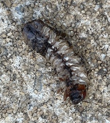 Pseudopolydesmus canadensis