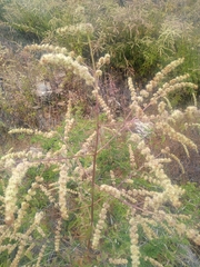 Asterohyptis stellulata