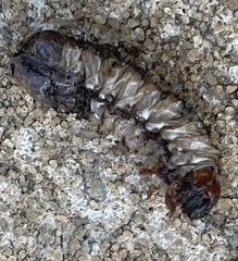 Pseudopolydesmus canadensis