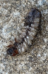 Pseudopolydesmus canadensis